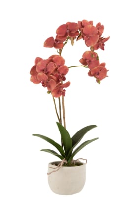 Orquídea + Maceta Plástico/Cemento Rosa Oscuro/Beis 