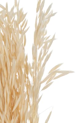 RAMO AVENA SECO CRUDO 