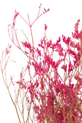 RAMO GYPSOPHILE SECO FUCSIA