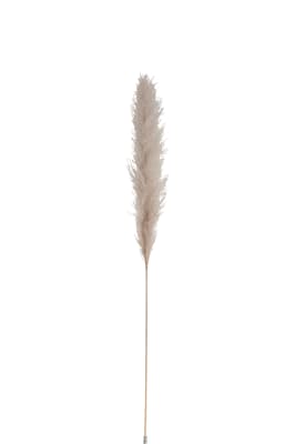 RAMA PLUMA HIERBA DE LAS PAMPAS SECA NATURAL MEDIUM