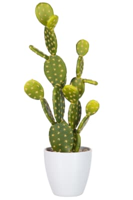 Chumbera Verde Large