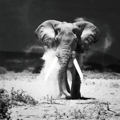 CUADRO ELEFANTE 100X100
