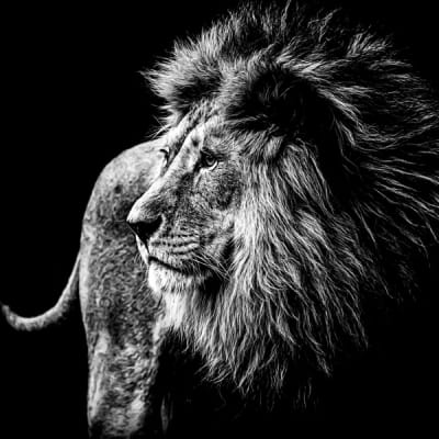 león majestuoso