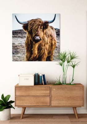 cuadro bufalo 100X100