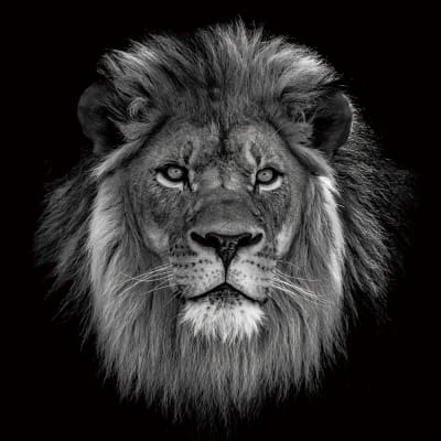 cuadro león cara blanco/negro 100x100 CMS