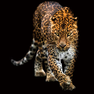 Cuadro Leopardo, cuerpo &color 100x100