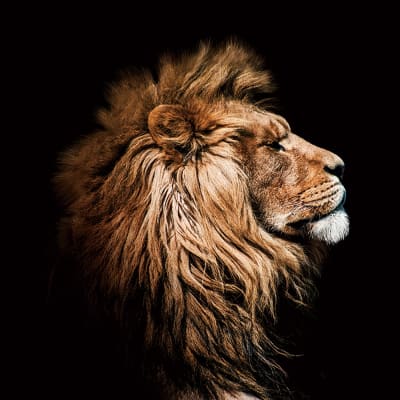 cuadro leon / color perfil 100X100 cms