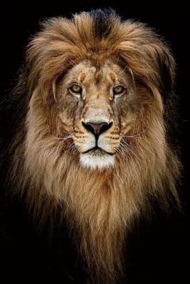 Cuadro Retrato del Rey León 80x120 cm