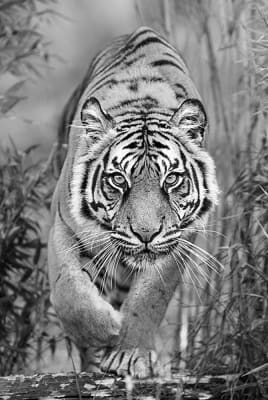 Tigre a la caza Impresión digital sobre cristal de seguridad 80x120 cm