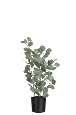 Eucalipto En Tarro Plastico Verde Large