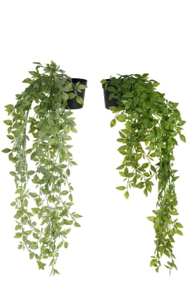 Planta+Maceta Colgante Plástico Verde Mezcla