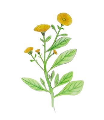 CALENDULA TOSTY 50gr CALENDULA TOSTY 50gr