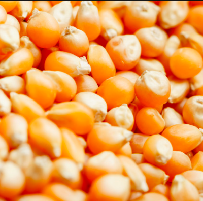 MAIZ CURAGUA TOSTY 500gr MAIZ CURAGUA TOSTY 500gr