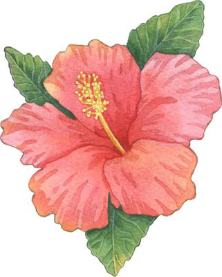 HIBISCO ( ROSA JAMAICA) TOSTY 90gr HIBISCO ( ROSA JAMAICA) TOSTY 90gr