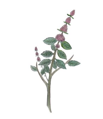 MENTA TOSTY 55gr MENTA TOSTY 55gr