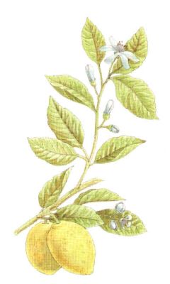 CITRUS TOSTY 70gr CITRUS TOSTY 70gr