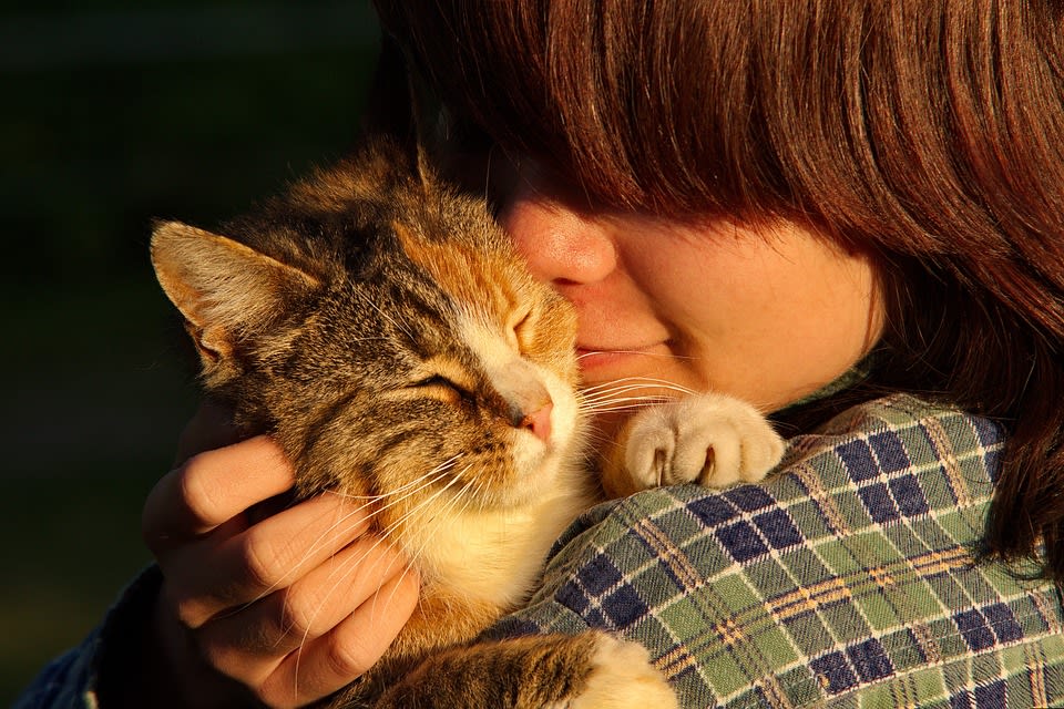 ¿Cómo influye la alimentación en la piel y el pelo de nuestros perros y gatos?