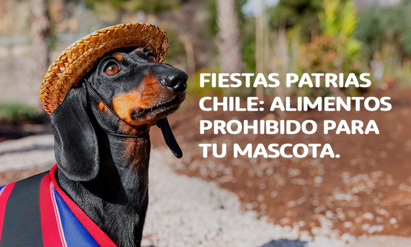 FIESTAS PATRIAS CHILE: ALIMENTOS PROHIBIDO PARA TU MASCOTA.