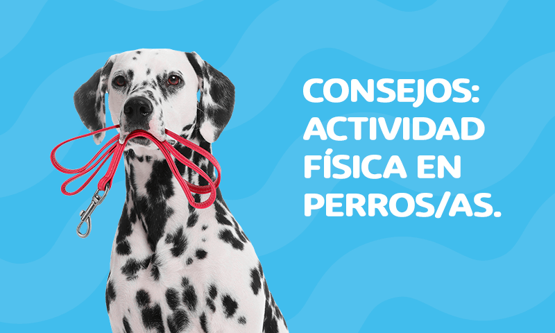 Consejos: Actividad física en perros.