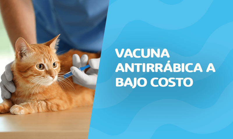 Vacuna antirrábica a bajo costo ¡Semana de la lucha contra la Rabia! 