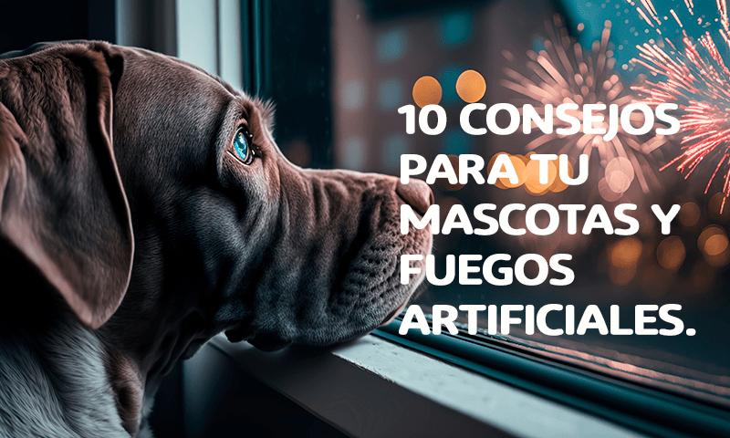 10 Consejos para tu mascotas y fuegos artificiales. 