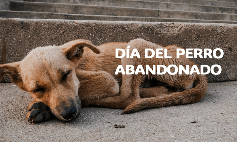 Día del Perro Abandonado: Chile avanza en leyes, pero el abandono sigue siendo un problema humano