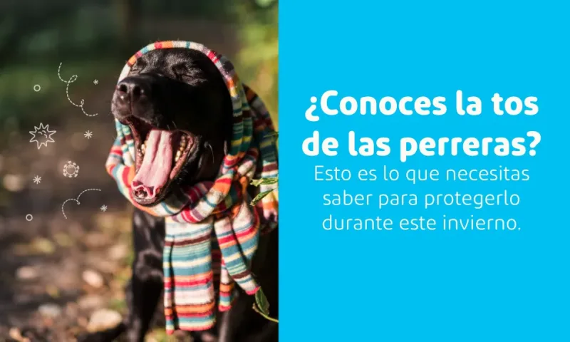 ¿Conoces la tos de las perreras? Protégelo antes de sus aventuras