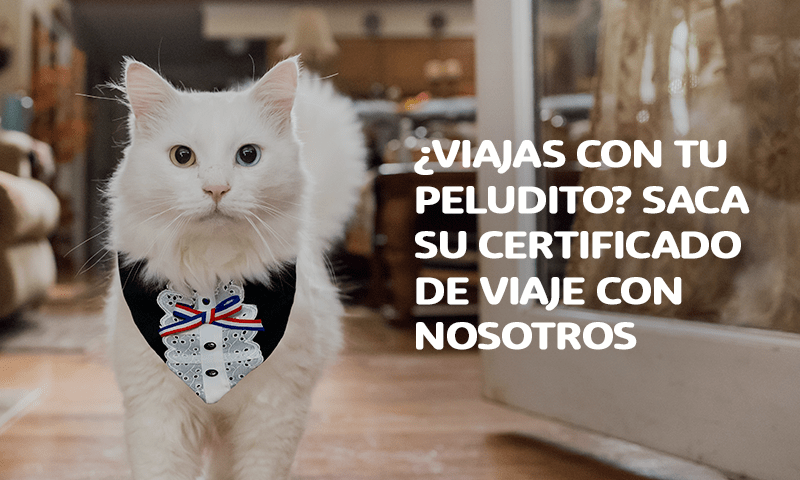 ¿Viajas con tu peludito? Saca su Certificado de Viaje con Nosotros