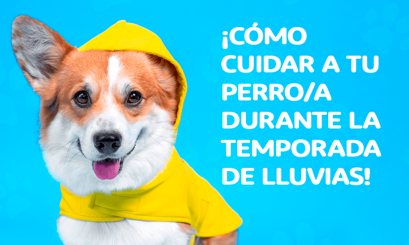  ¡Cómo cuidar a tu perro/a durante la temporada de lluvias!
