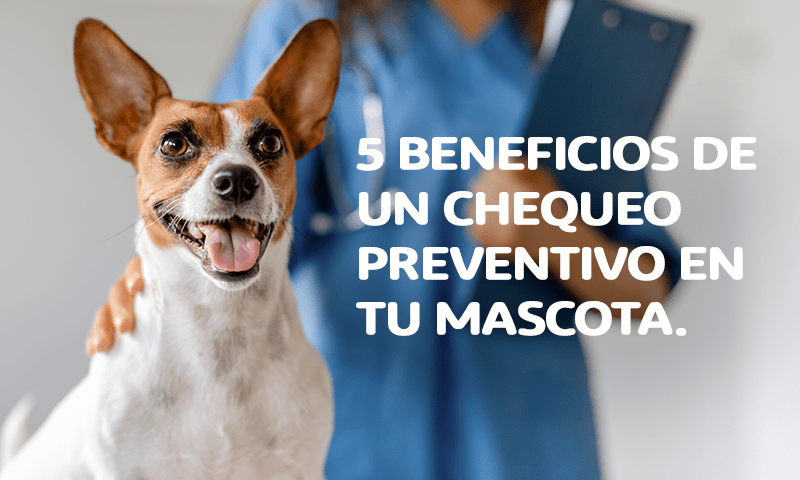 5 beneficios de un chequeo preventivo en tu mascota.