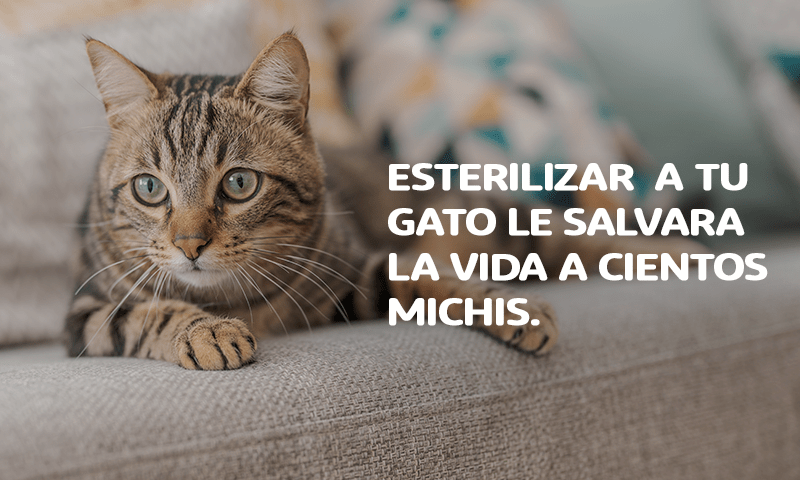 Esterilizar o castrar a tu gato le salvara la vida a cientos michis.