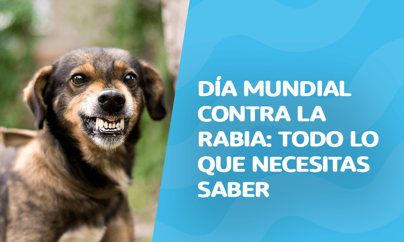 Semana de la lucha contra la Rabia: Todo lo que necesitas saber