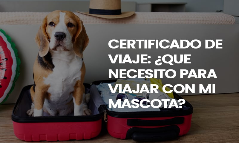 ¿Viajas con tu peludito? Saca su Certificado de Viaje con Nosotros