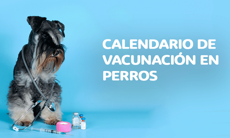 Calendario de vacunación en Perros