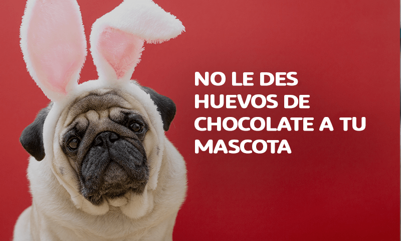 CONSEJOS SEMANA SANTA: NO LE DES HUEVOS DE CHOCOLATE A TU MASCOTA