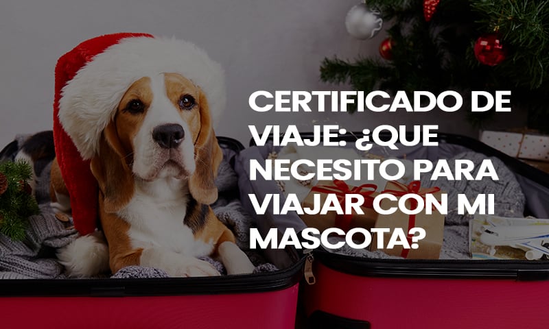 ¿Viajas con tu peludito? Saca su Certificado de Viaje con Nosotros