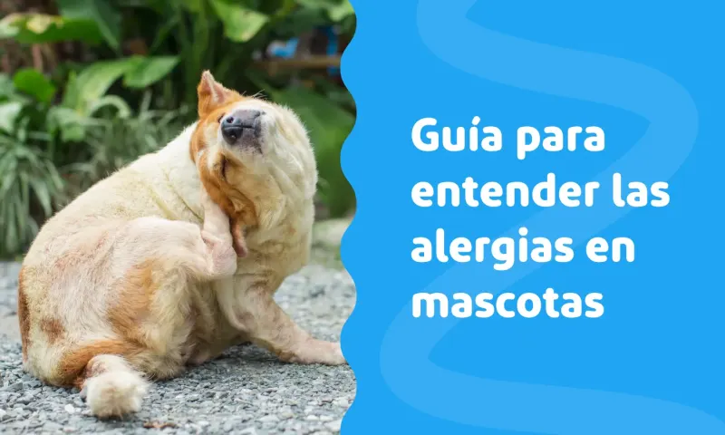 Guía para entender las alergias en mascotas 