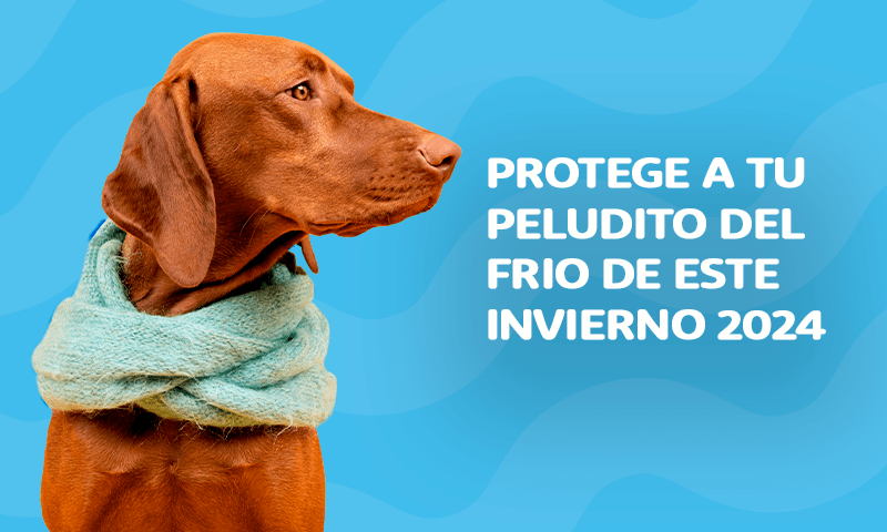 Protege a tu peludito del frio 2024