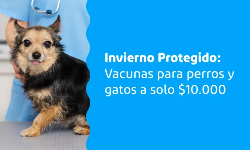 Invierno Protegido: Vacunas para perros y gatos a solo $10.000