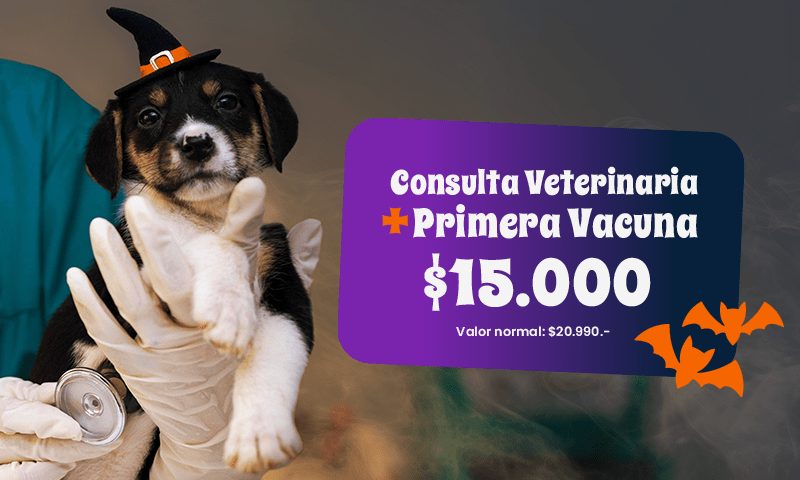  ¡PROMOCIÓN DE HALLOWEEN PARA CACHORROS Y GATITOS! 