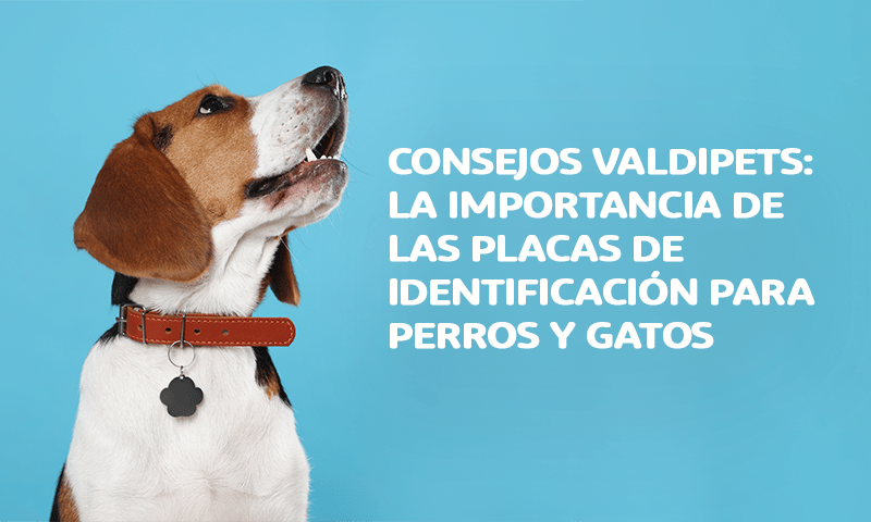 La Importancia de las Placas de Identificación para Perros y Gatos