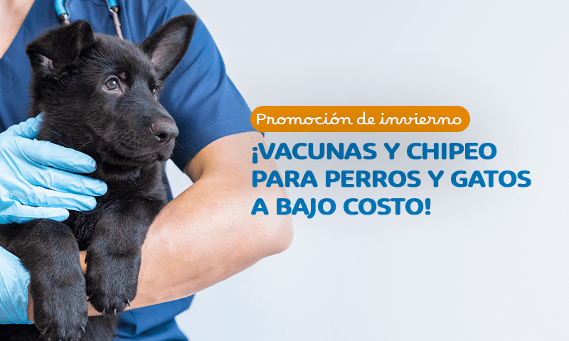 TÉRMINOS Y CONDICIONES – CAMPAÑA DE VACUNACIÓN Y CHIPEO PARA MASCOTAS EN VALDIPETS
