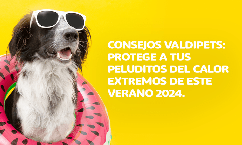 CONSEJOS: CUIDA A TU PELUDITO/A DEL CALOR EXTREMO.