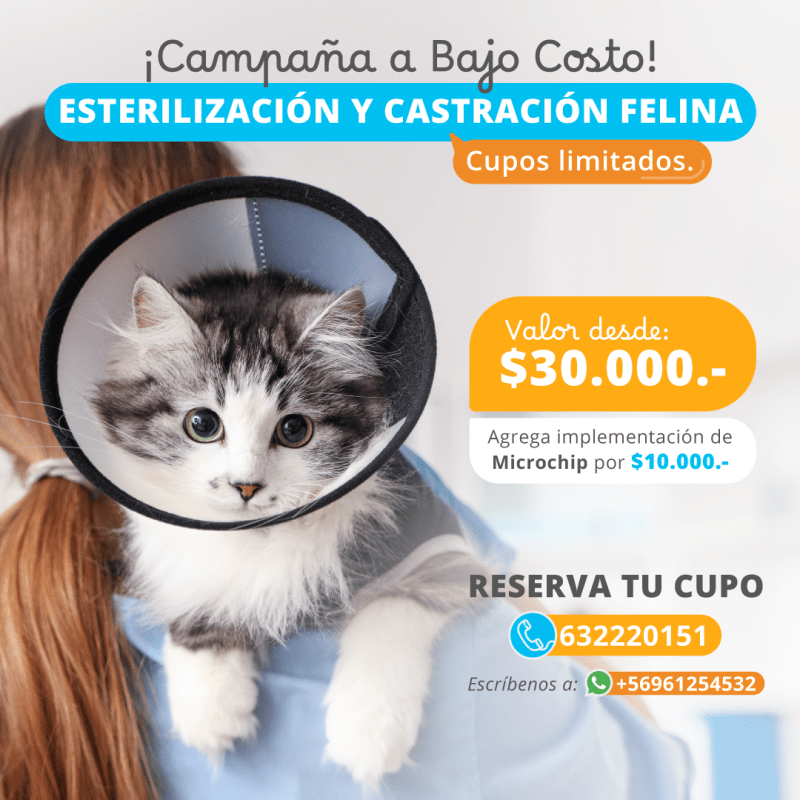 Campaña Especial de Esterilización y Castración Felina a Bajo Costo.