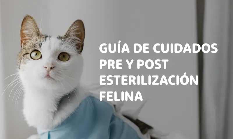 Guía completa de cuidados pre y post esterilización en gatos