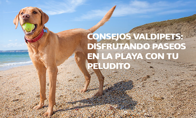  Consejos: Paseos en la Playa con tu Peludito