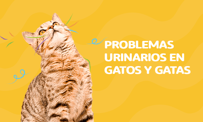 Cuidados urinarios en gatos