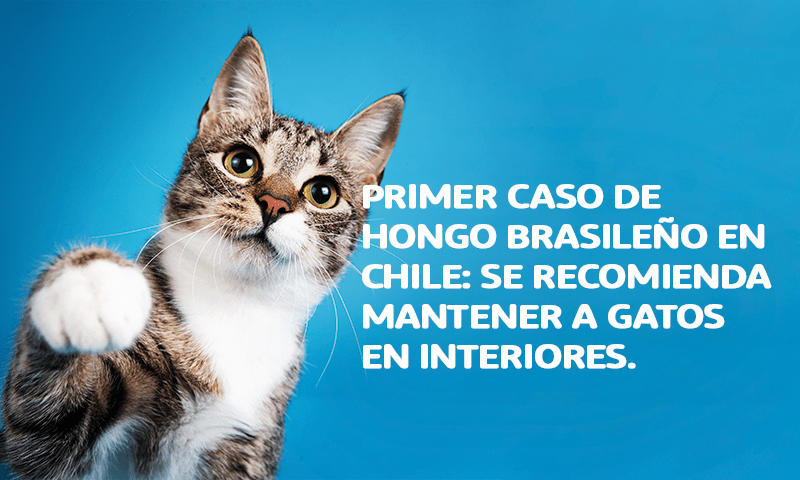 Primer caso de hongo brasileño en Chile: Se recomienda mantener a gatos en interiores.