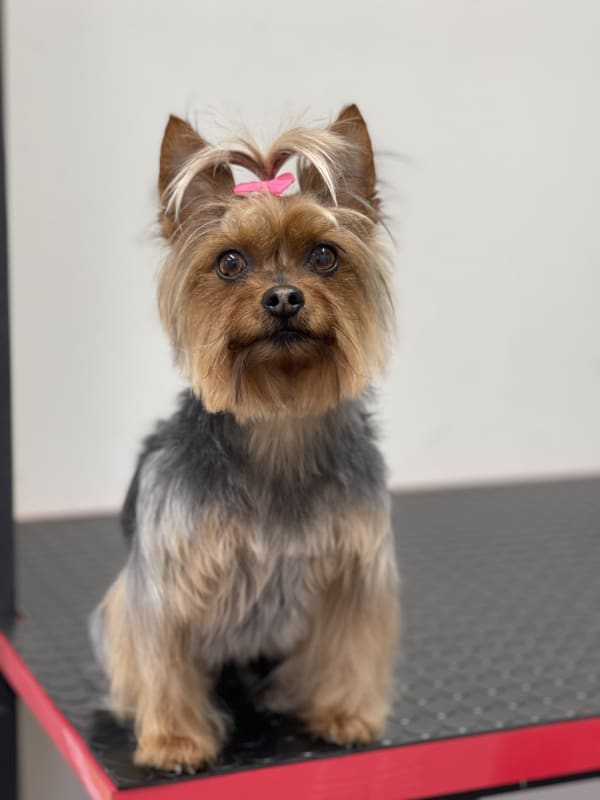 Términos y Condiciones - Peluquería canina