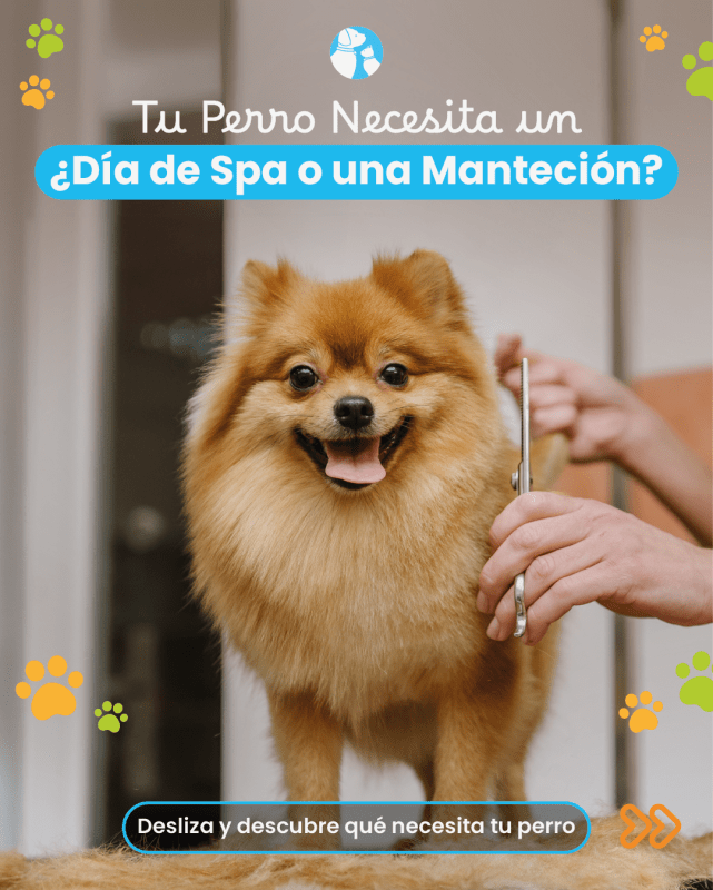 ¿Tu perro necesita un Día de Spa o una Mantención?